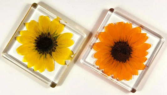 Real Sunflower Paperweight